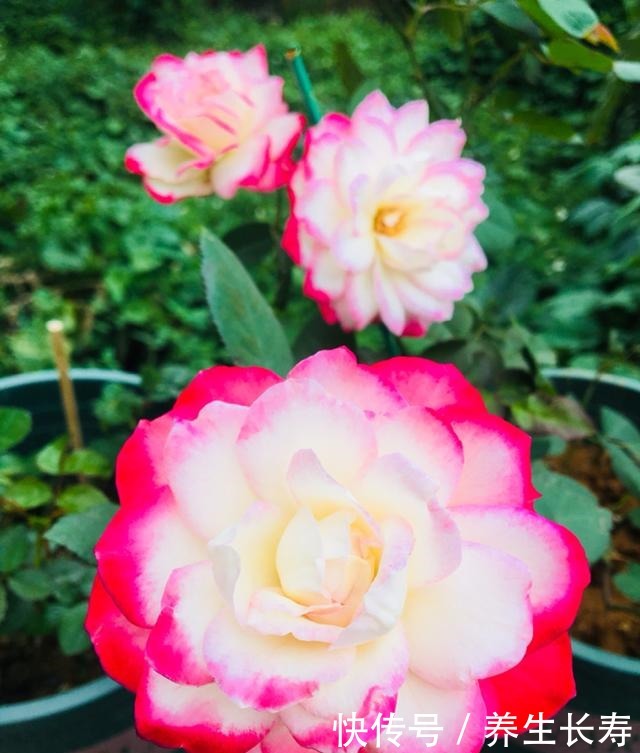 有些花名字太奇葩，叫出口太尴尬，开花却很美！