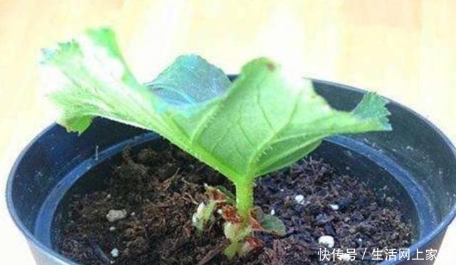 扦插花卉不用枝条，5种常见的花，摘片叶子就能插活！