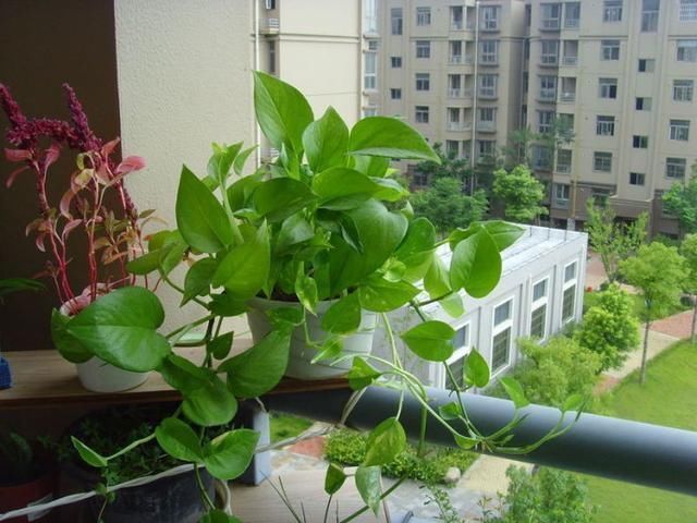 植株|夏天有12种花“晒不得”,见了“强光”就黄叶,挪个地方长得好