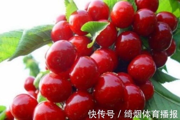 碧护|樱桃美容养颜、调理肠胃,农民掌握施肥要点,收获吃不完的樱桃