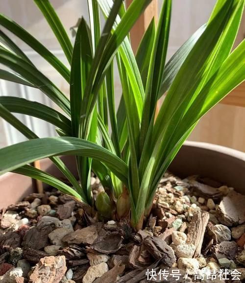 兰花|盆栽养花,花也养人,家里有老人小孩,多养这三种花!