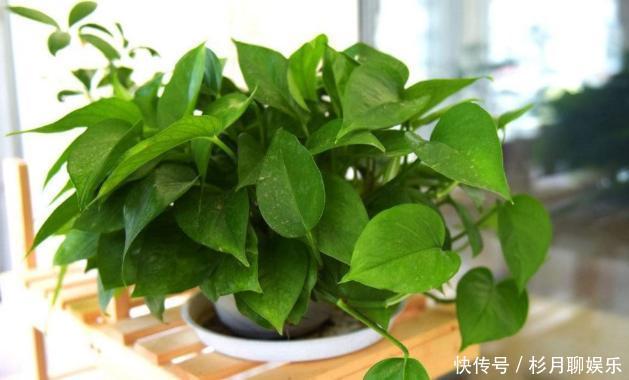 风铃|客厅摆放这5款花草,打理省心,连假花、空气净化器都省了