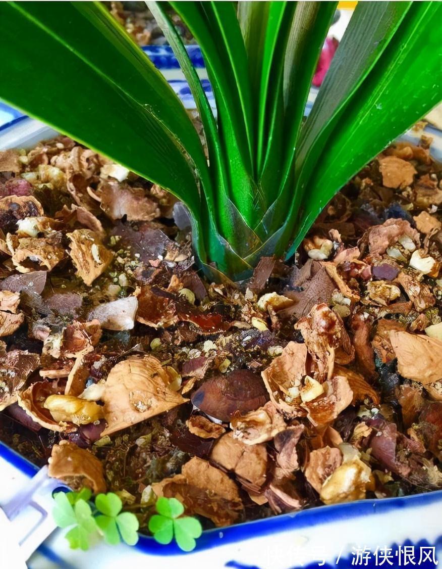 瓜子|君子兰喂点“小零食”,叶片杠杠厚,花箭拔的高,开花大又艳