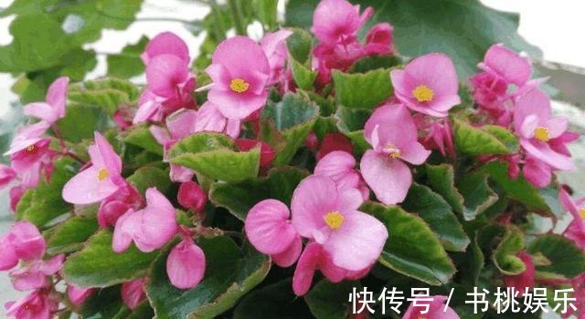 扦插|这几种花现在就要扦插,发芽窜枝速度快,下个月能赶上开花