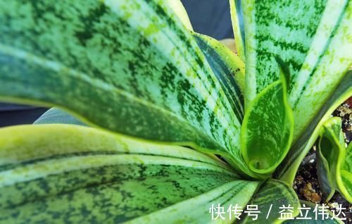 植株|养虎皮兰,能不能晒太阳,怎么养能长得更旺,为你揭开答案