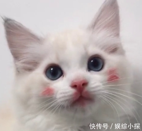 发现猫咪玩口红,主人正要发飙,却被它抬头后的样子惊艳到了