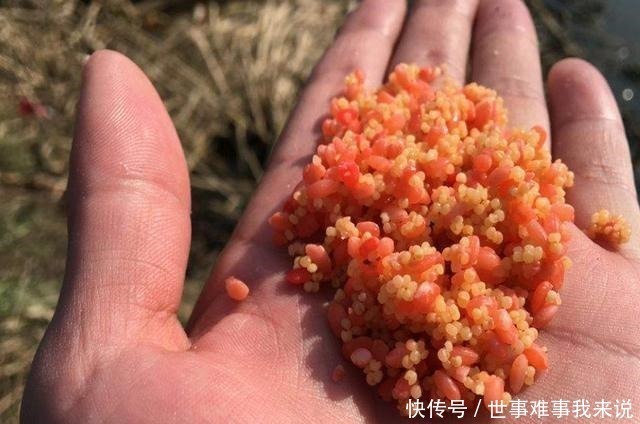 好用的鱼饵不仅是蚯蚓,这几种常见物料做饵料,效果不比它差