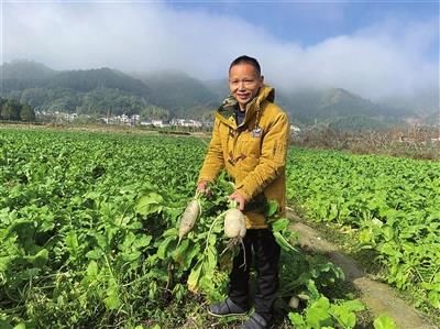 叶春华|丰富“菜篮子” 壮大集体经济 音坑白萝卜上市