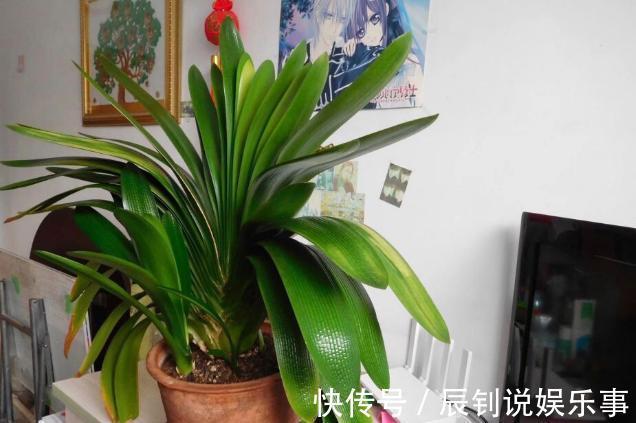 君子兰,阳台党深爱的盆栽年宵花!养护注意3细节,年年开花