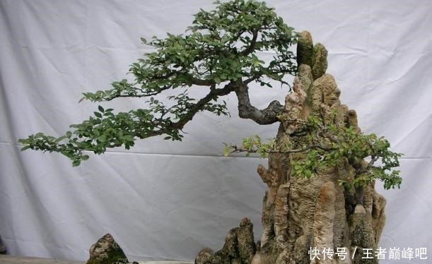 家中不能养桂花盆景这是我见过最好的依据,真是这样,不信不行!