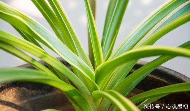 卧室就养4种花，“养人”又养气，不是没有道理！