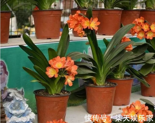 花卉|最爱“喝醋”的3种花卉，每隔7天喂一点，叶片肥厚油亮，呼呼长！