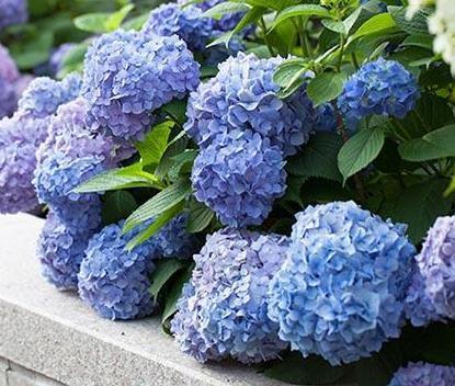 室内“3种花”最见不得光,一放角落,叶绿、花苞钻,花开一大片