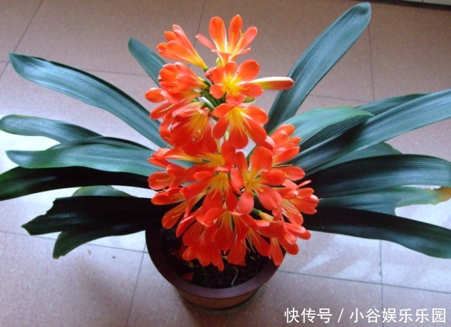 养护|新手养护花卉,掌握几招技巧,不夹箭不黄叶,花开就爆盆