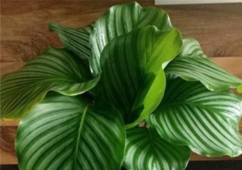 别养绿萝了，2种花超耐阴，采光不好也能长得好，叶子浓绿盆盆爆