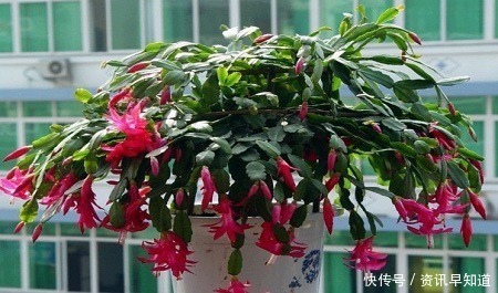 花卉|3种花,有个阳台就能养,盆越小开花越多,轻松开成花园