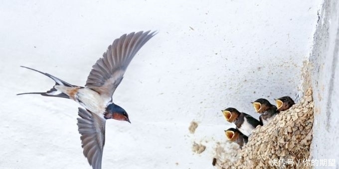  到底|俗语：“宅子现四喜，家中出能人”到底指哪四喜？你家出现过吗？