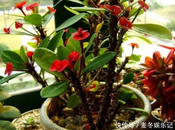 养花浇水顾及到这5个要素，就再也不担心植物缺水落叶掉花