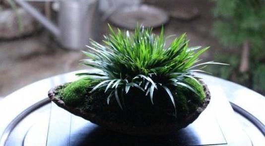 巧媳妇在家养了这种绿植盆栽,满屋子都是香味,出门连香水都不用喷