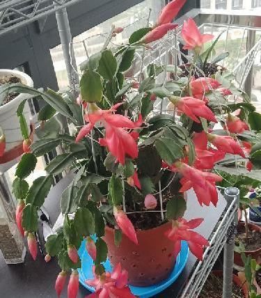  开花|蟹爪兰哗哗掉叶子，避开2个“坑”，蹭蹭冒新叶，一年开花好几茬