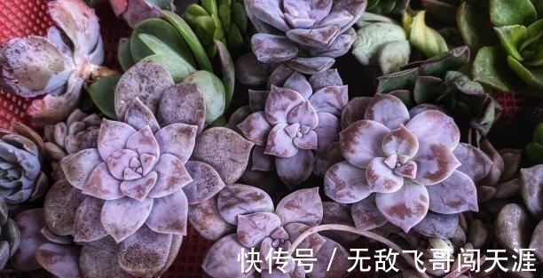 运势|下礼拜,好运降临,默默追求,主动出击,重燃爱火,互相欣赏