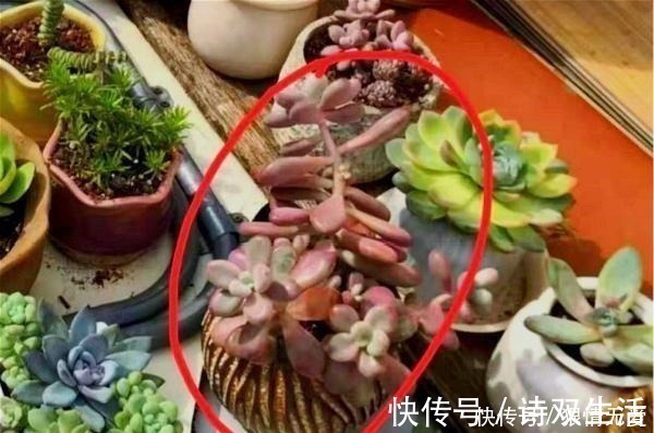 多肉养成“独杆司令”莫慌，做好这4步，侧芽猛长，爆盆不难！