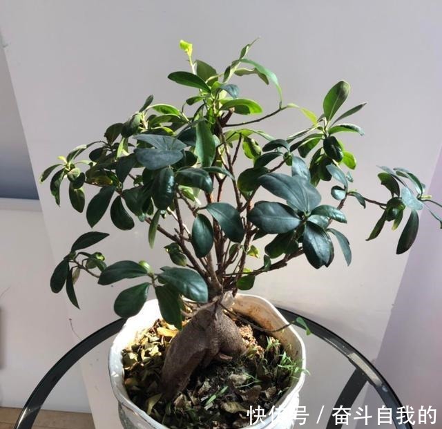 别再稀里糊涂养花了，这些基础常识，很重要！