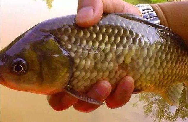 土鲫|钓鱼悟到的几个道理,如果没钓鱼,或许一辈子都不能明白