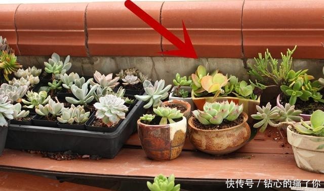 唐印,从菜到萌,从一到多!