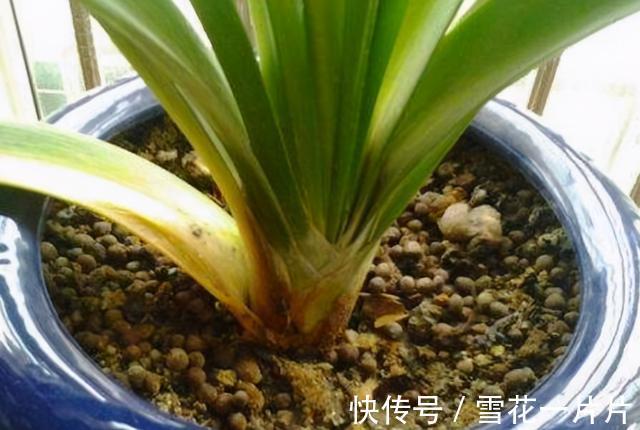 家里养了这7种花,再旱也别“喷水”,别做错