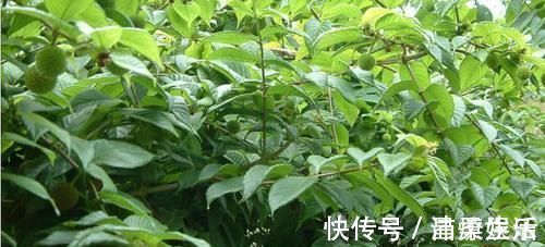 钩藤|农村这野草供不应求,农民却当杂草烧,殊不知一斤22价格还在涨