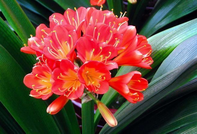 肉质根|君子兰冬季怎么判断浇水时间,老花农教你一个方法,方便实用