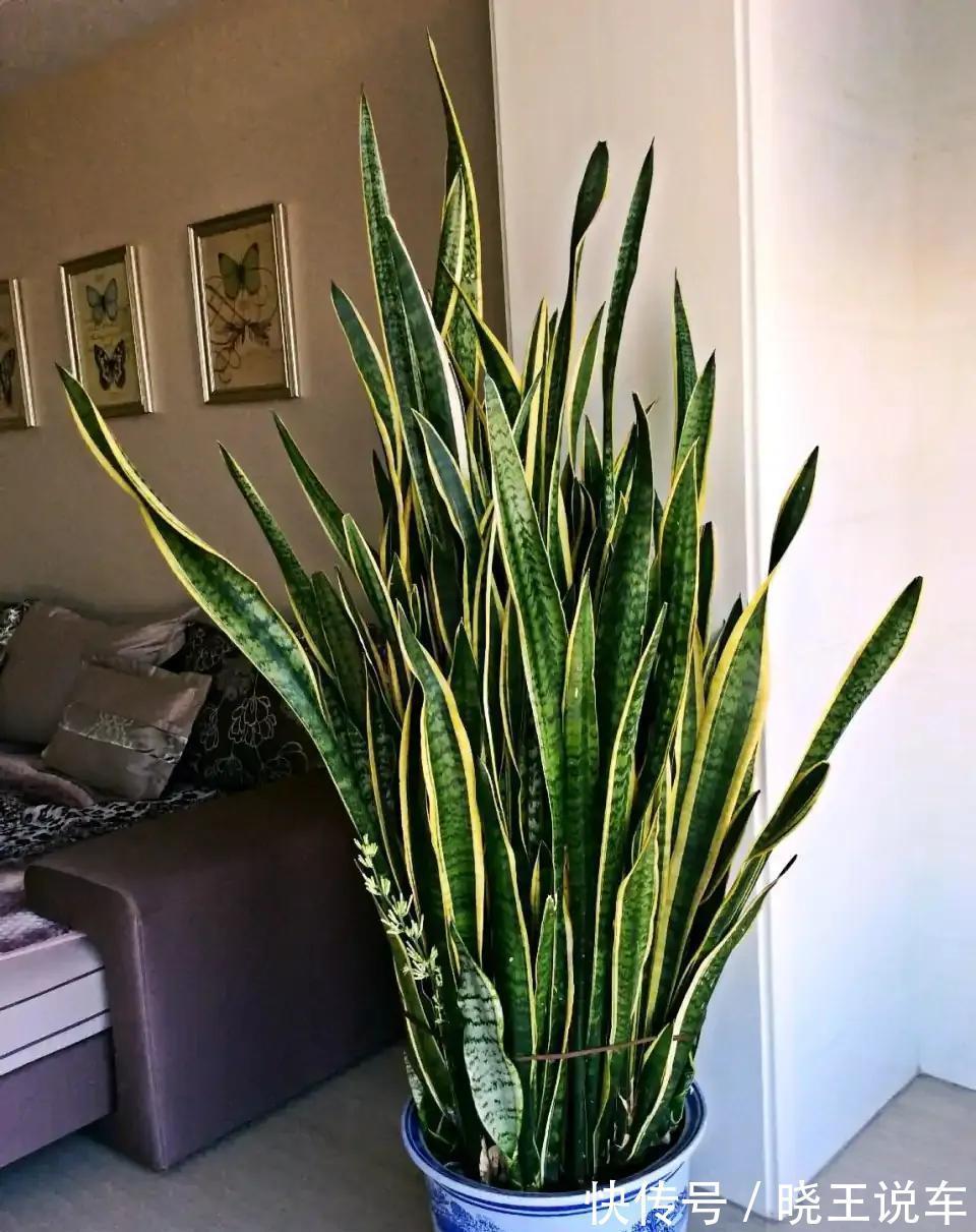 小芽|冬天虎皮兰,正在“虚弱期”,注意3个要点,小芽一个接一个