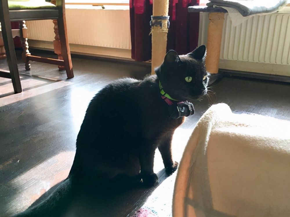 |潜艇里杀蟑螂、人类猫语十级，今年的搞笑诺贝尔奖来了