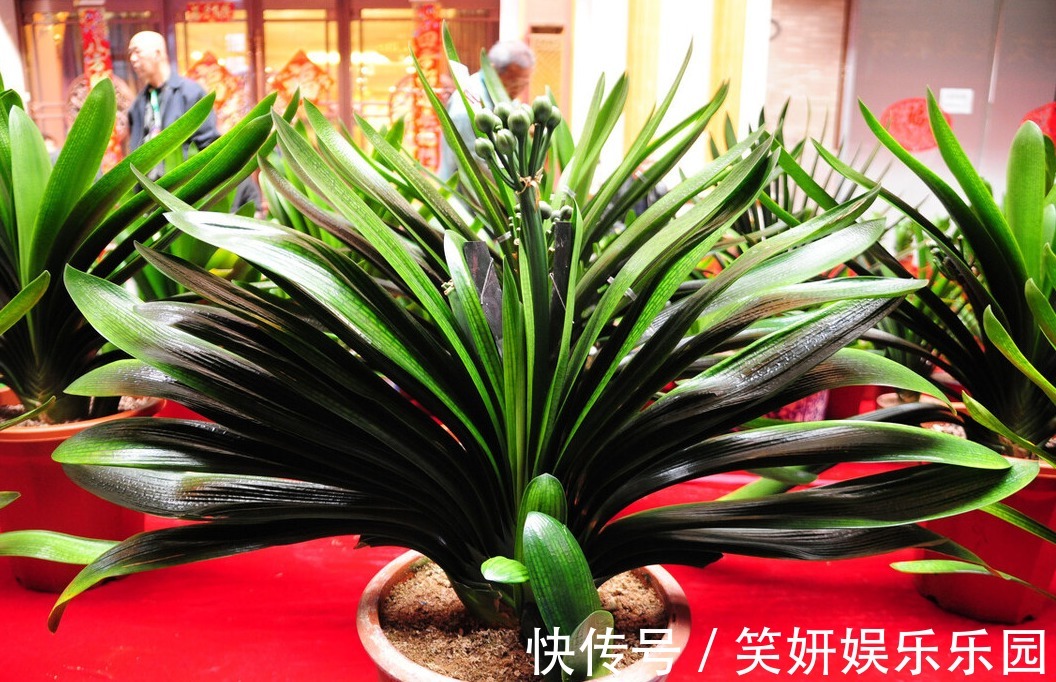 “春不出,夏不晒,秋不干,冬不湿”,君子兰的四季莳养