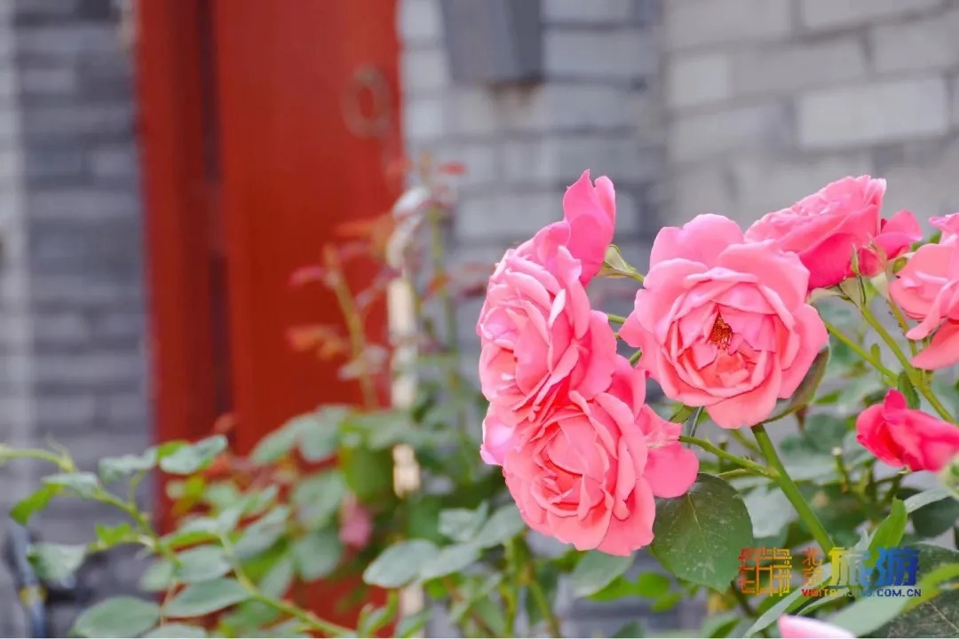 花瀑|太迷人了！又闻清脆鸽哨声，邂逅夏日蔷薇花瀑，寻北京胡同恬静之美!