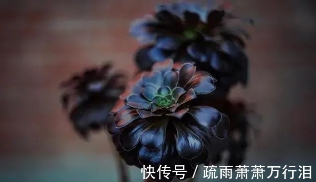 栽种多肉植物,不管状态如何,4大“原则”不要触碰!