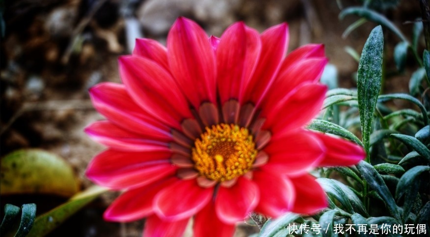 种花|适合懒人养的3种花,怎么养都养不死,开花漂亮花量大,容易爆盆