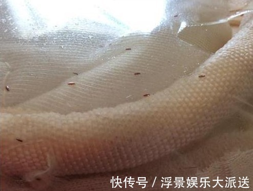 孩子|孩子哭着说身上痒,母亲掀开床垫清理,结果发现一物想要呕吐