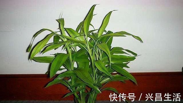 叶子|水培富贵竹，“用水”很关键，做好根系棒，叶子油绿“蹭蹭长”