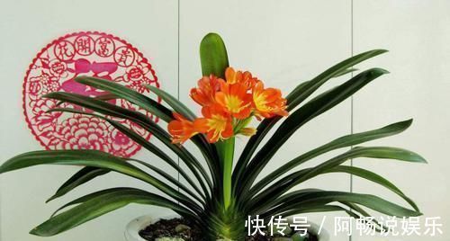 绳子|君子兰养不好，关键是不知道几个技巧，不然分分钟开到爆！