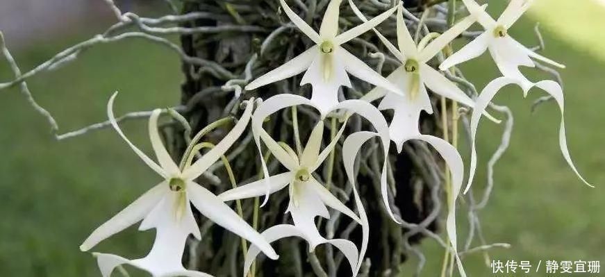 全球最贵的花,一株价值上百万,你曾经见过吗