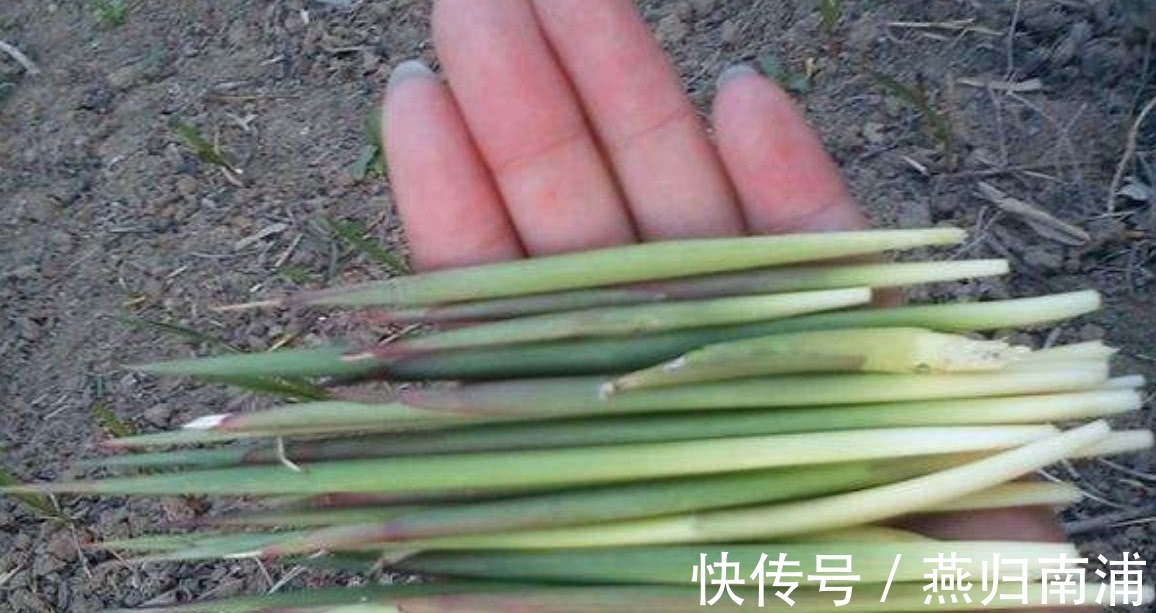 大自然|农村妈妈在田埂上吃“野草”,边吃边说甜,你知道这是什么吗?