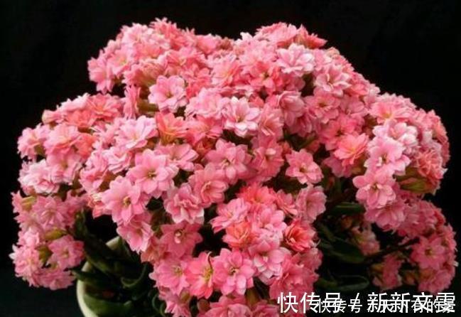 蟹爪兰|12月底买这5种花最合适，不仅能省钱，而且春节刚好开爆盆！