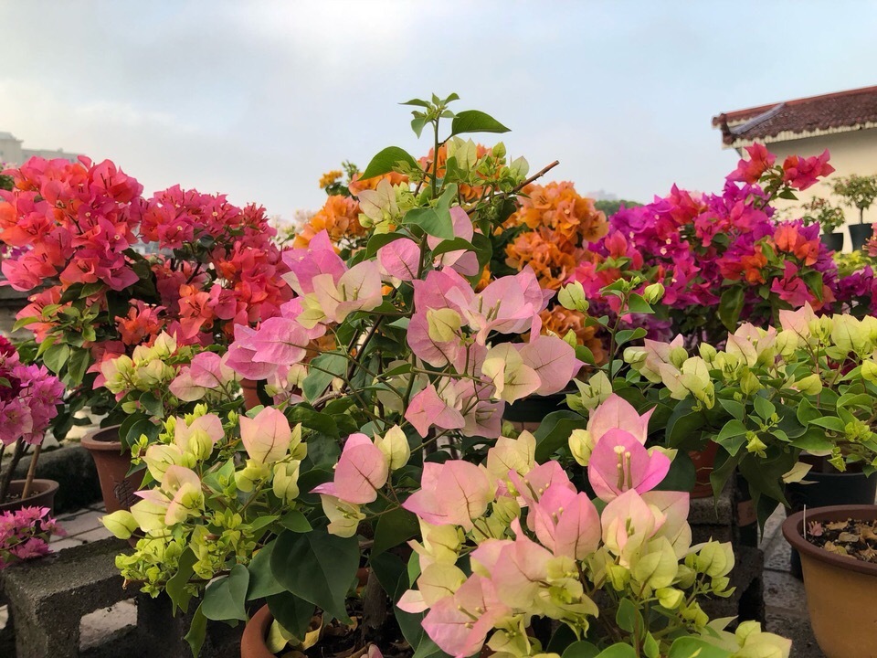 花卉|偷偷告诉你,高手养花必备“4个技巧”,养啥花都能“枝粗叶绿”