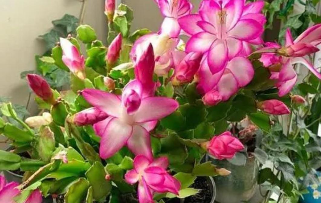 种植物|5种植物夜间释放氧气,净化空气环境,卧室也能养