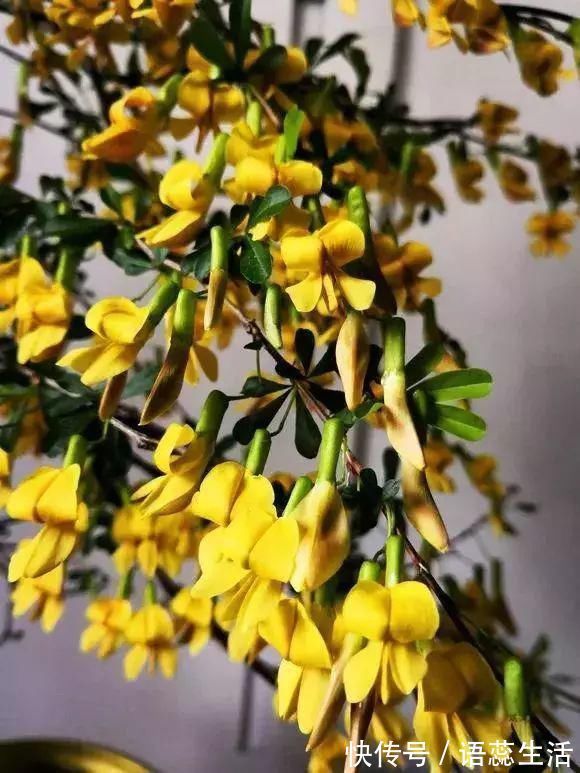 苍劲|山里的1棵老树桩,挖出来种盆里,开花后,眼睛都看直了!