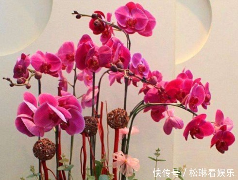 盆栽|日子想要过红火,“3种花”一定要养,新年进门见喜,鱼跃龙门