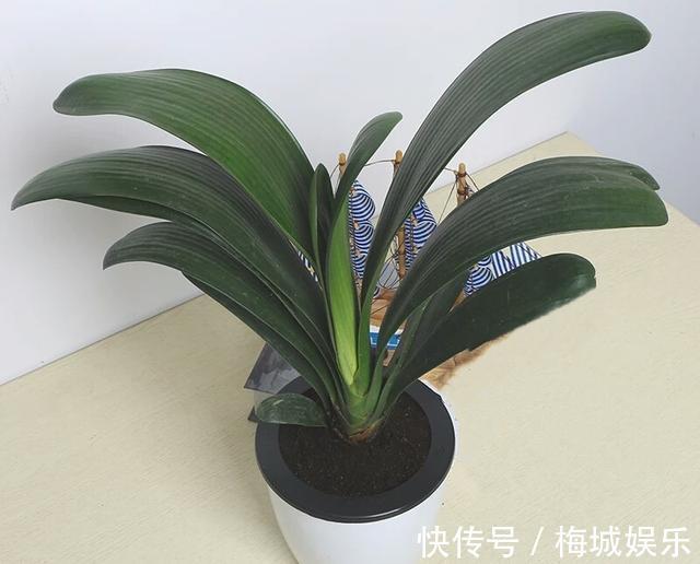 技巧|三分钟带您了解君子兰的养护技巧,君子兰开花就这么简单