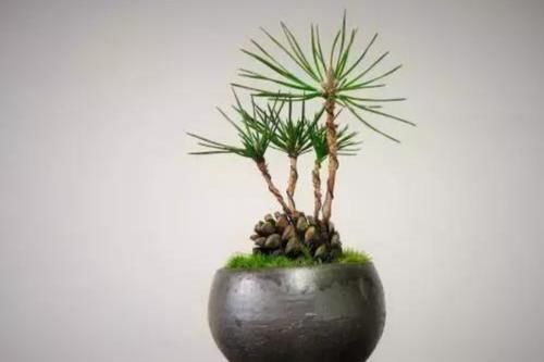 山上捡来的松塔，简单几步就能让它发芽，成了美观的小盆景